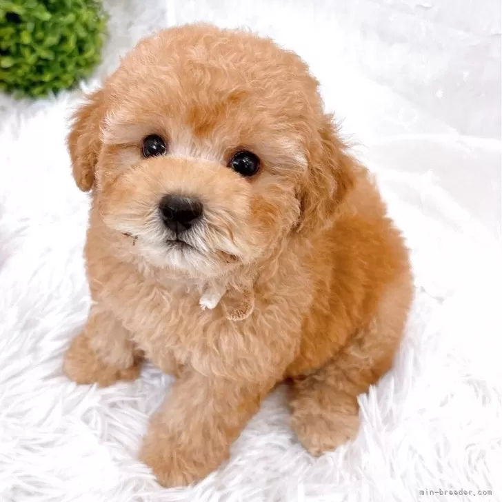 ID:2507-01067の子犬