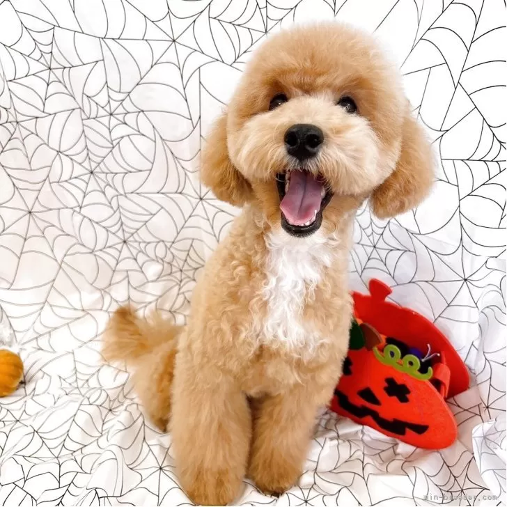 トイプードル(トイ)【群馬県・男の子・2025年5月28日・クリーム】の写真1