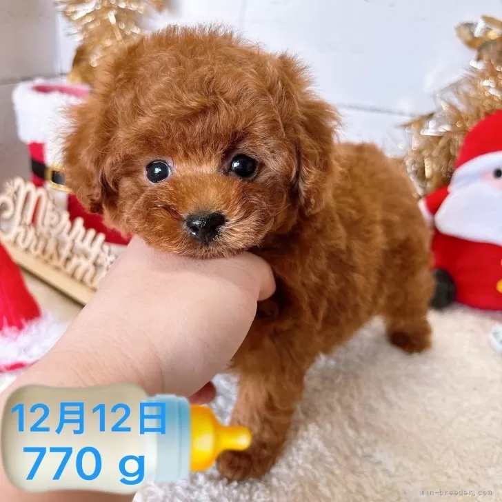 ID：2412-03034の子犬