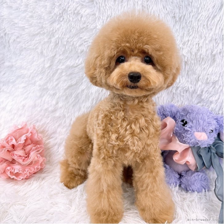 ティーカッププードル【群馬県・女の子・2025年1月10日