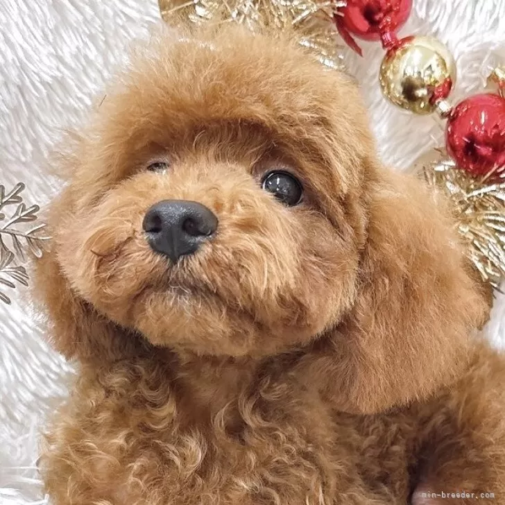 トイプードル(トイ)【群馬県・男の子・2025年7月14日・レッド】の写真1