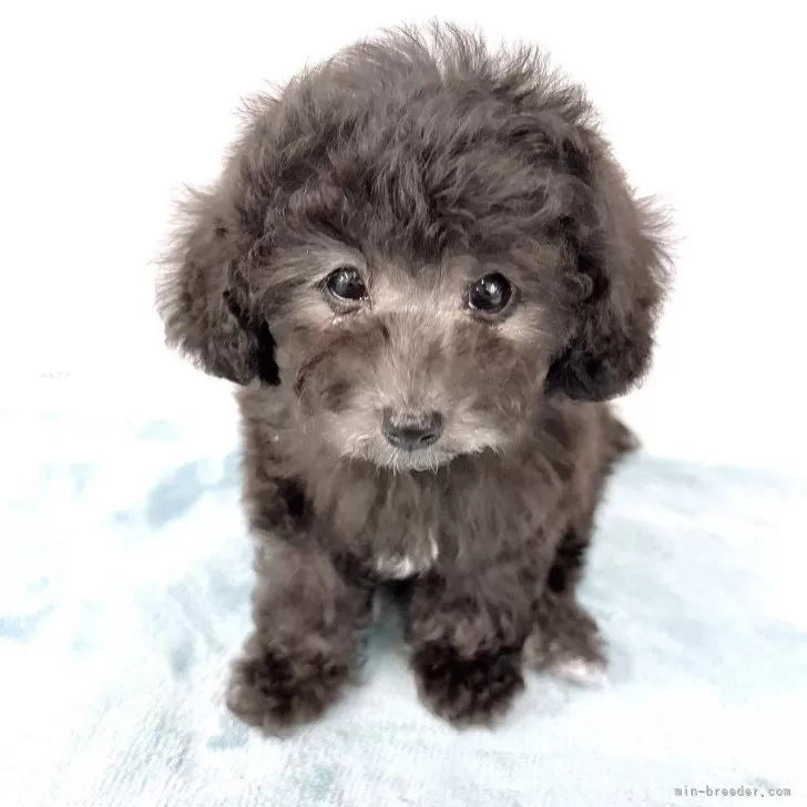 ID:2503-01395の子犬