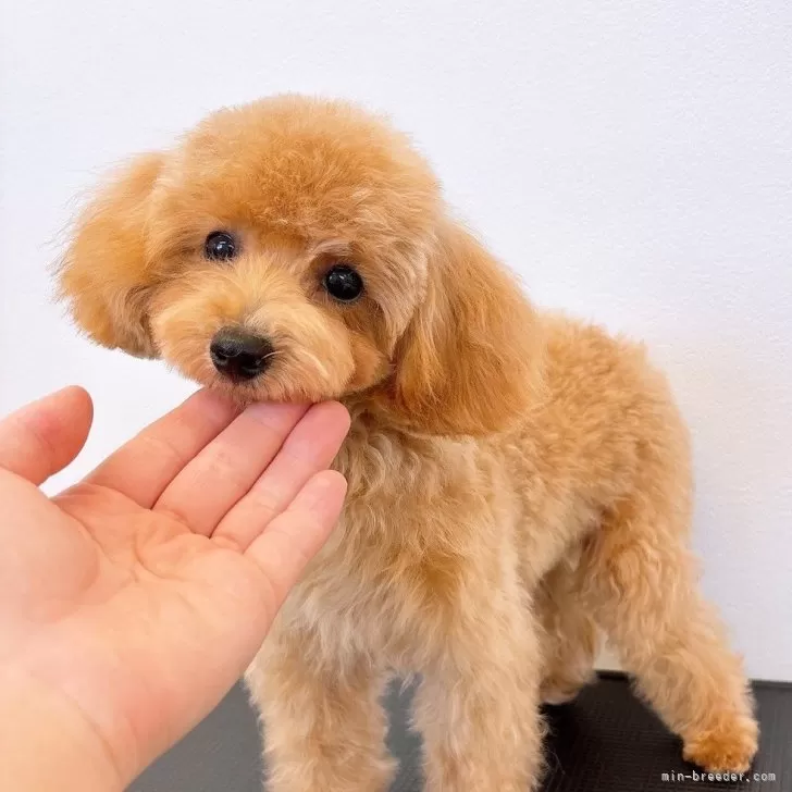 ID:2408-03087の子犬