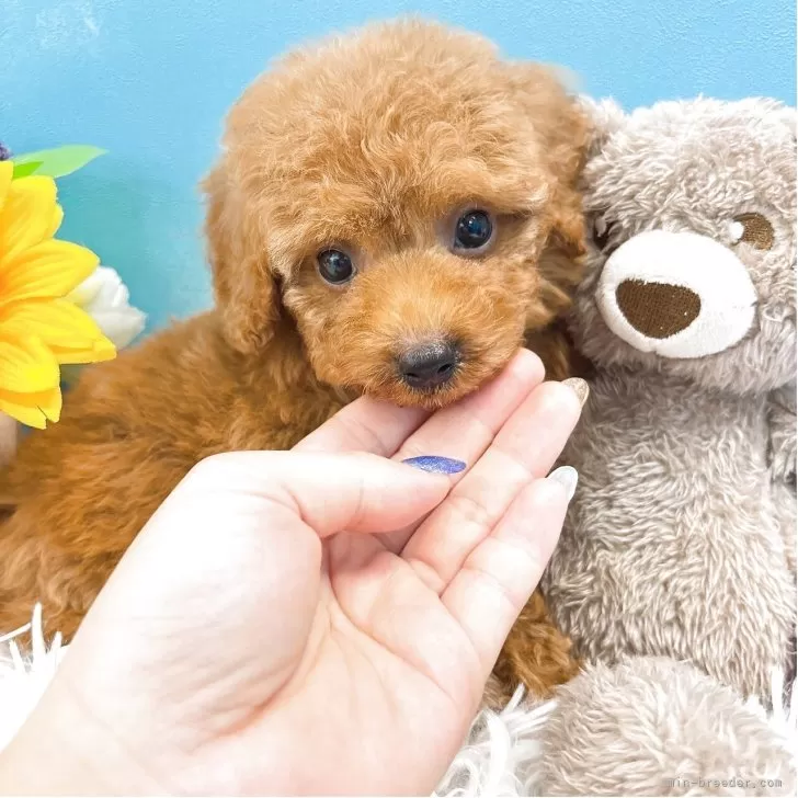 ID:2507-06624の子犬