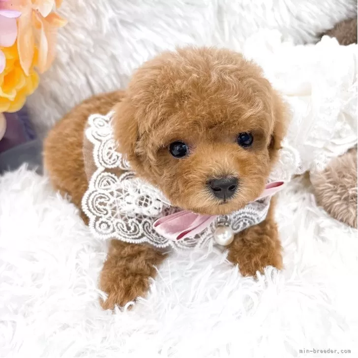 ID:2507-08479の子犬