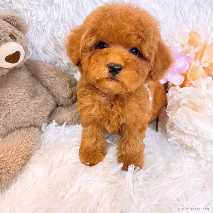 ID：2509-04653の子犬