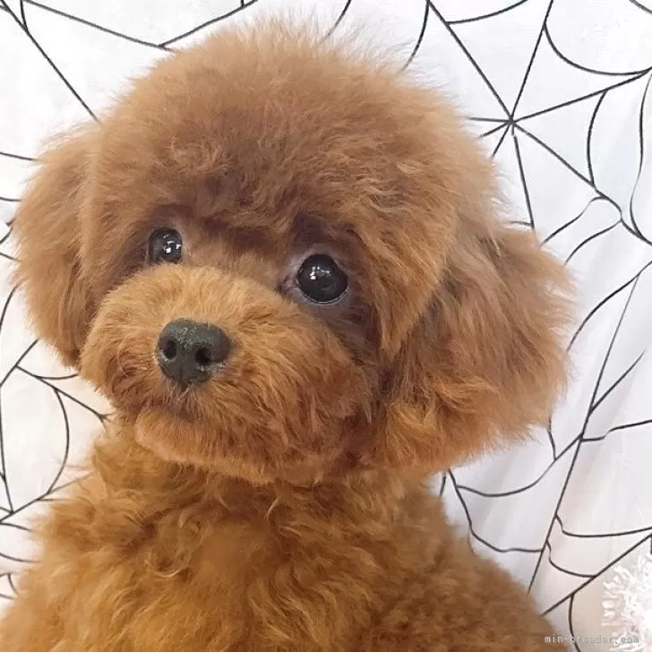 M.S 様のお迎えした子犬