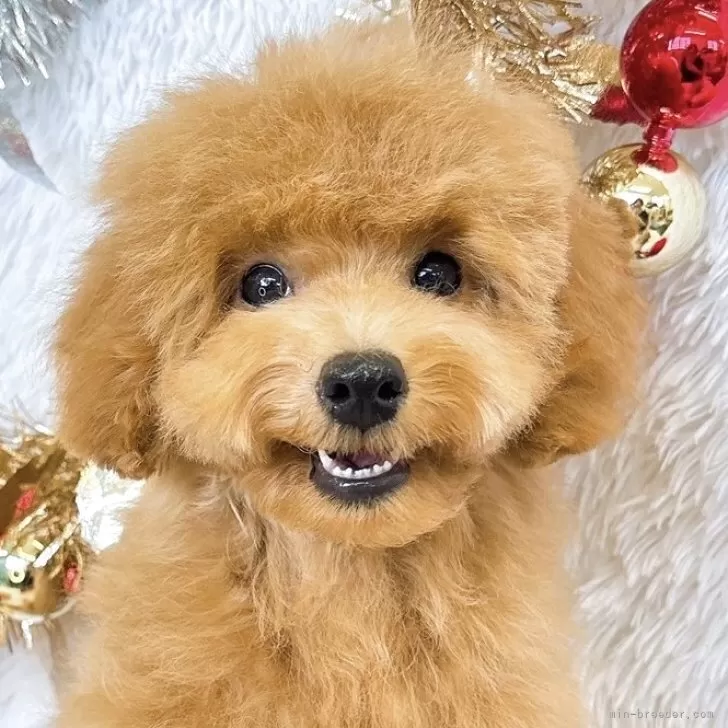 タイニープードル【群馬県・女の子・2025年7月14日・アプリコット】の写真1