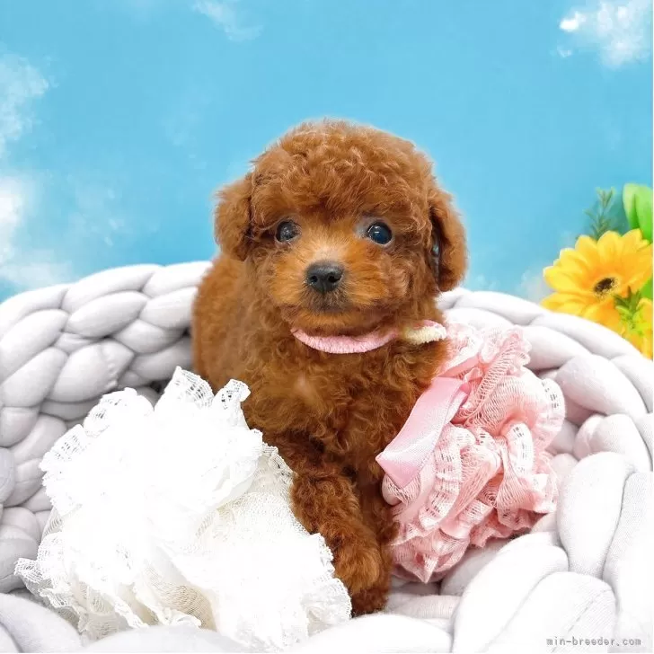 ID：2508-03593の子犬