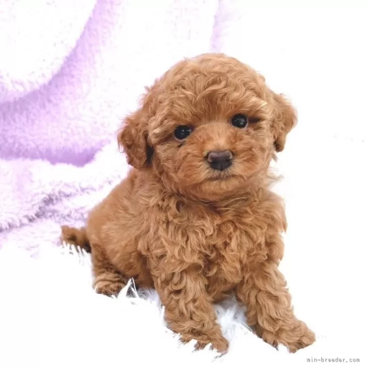 ID:2506-02603の子犬