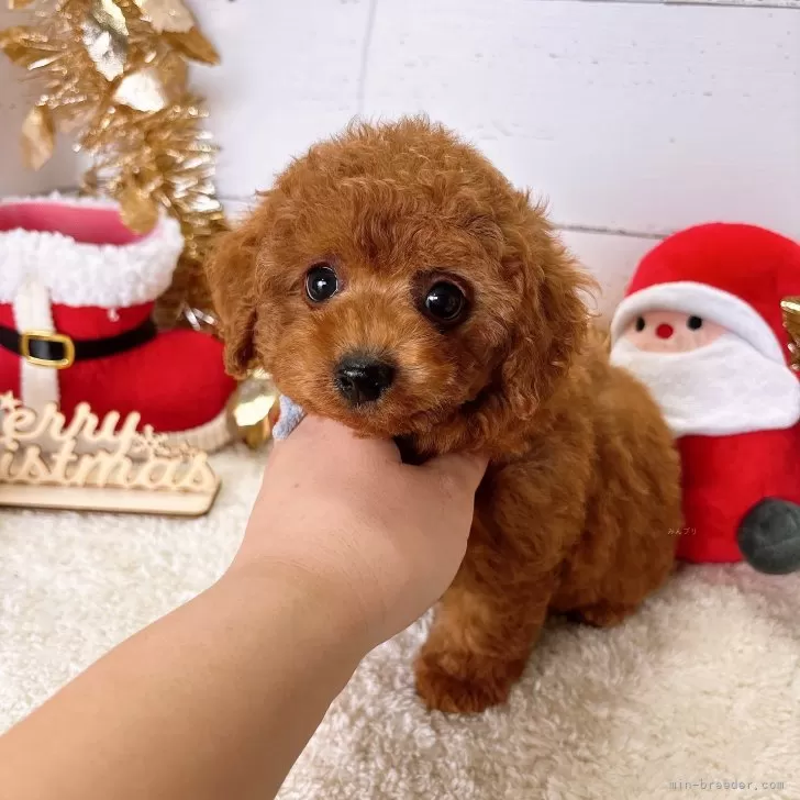 ID:2411-06570の子犬