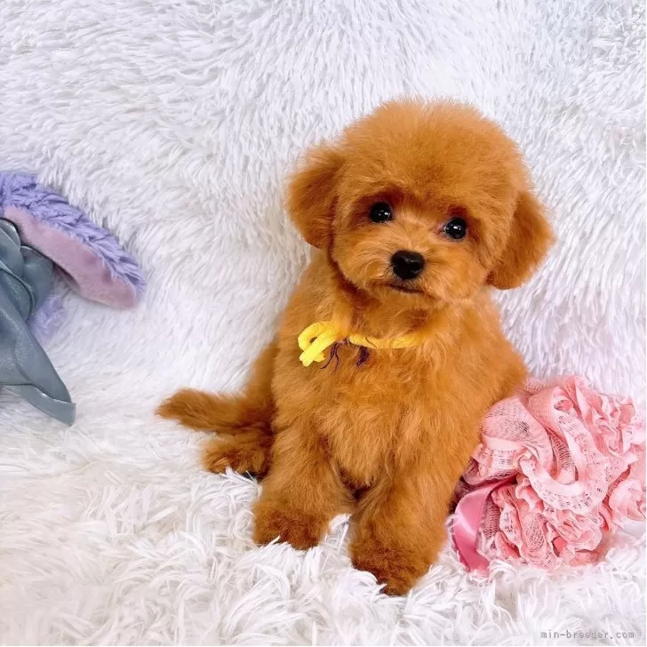 ID:2508-03626の子犬