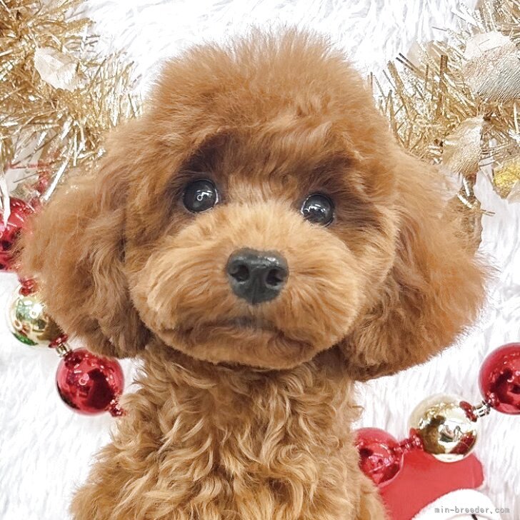 ブリーダー画像