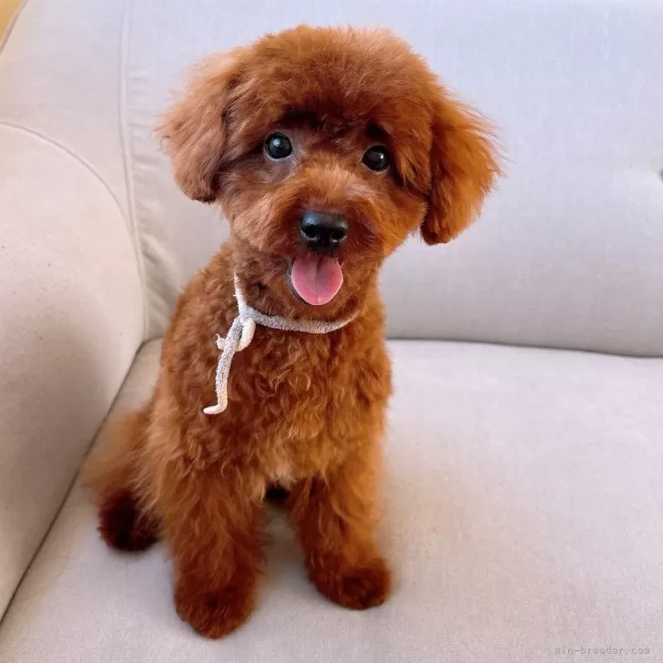 ID:2410-05268の子犬