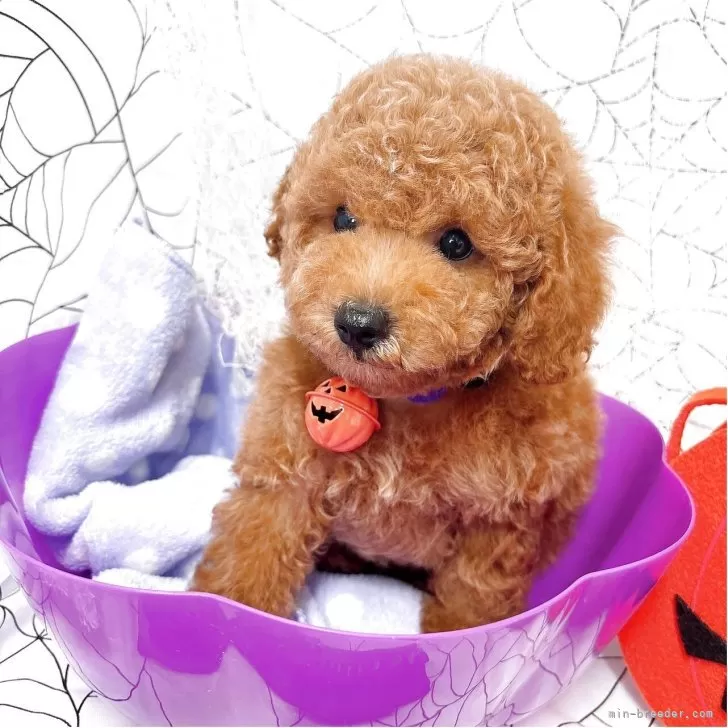 ID:2510-04323の子犬