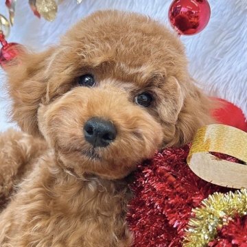 トイプードル(トイ)【群馬県・男の子・2025年7月3日・レッド】の写真「当日急なご見学もお受け出来る場合もございます〇┐」