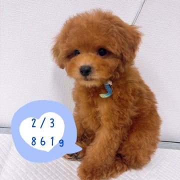 トイプードル(タイニー)【群馬県・男の子・2024年12月8日・レッド】の写真「人が大好き過ぎる男の子👦︎💕︎」
