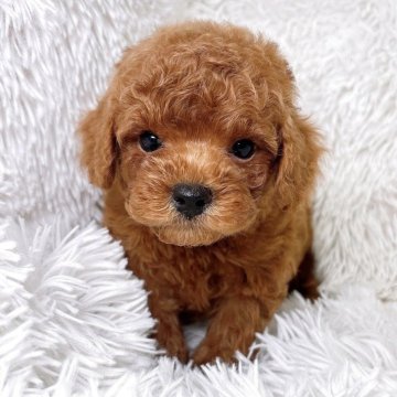 トイプードル(タイニー)【群馬県・男の子・2025年11月24日・レッド】の写真「早期ご予約特価です❕」