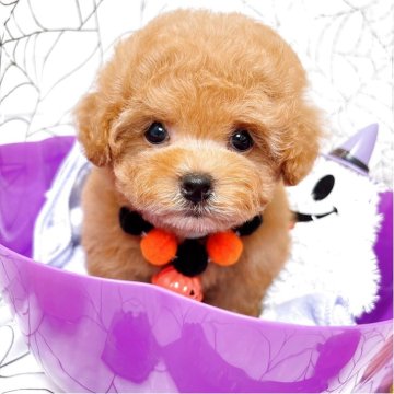 ティーカッププードルの子犬を探す｜ブリーダー直販の子犬販売