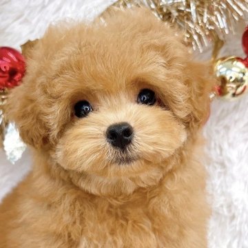 トイプードル(ティーカップ)【群馬県・女の子・2025年8月28日・アプリコット】の写真「当日急なご見学可能な場合があります(*^^*)」