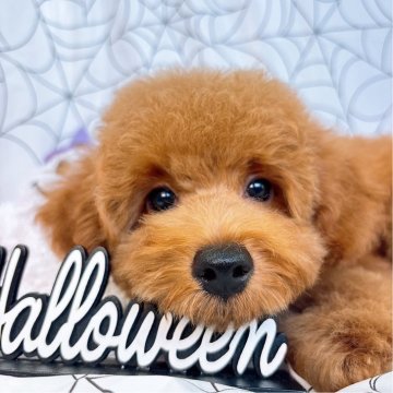 トイプードル(トイ)【群馬県・男の子・2025年7月23日・レッド】の写真「当日のご見学可能な場合もございます〇┐」