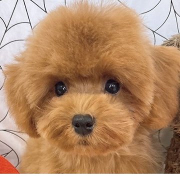 ティーカッププードル【群馬県・女の子・2025年6月19日・レッド】の写真「当日急なご見学もお受け出来る場合もございます〇┐」