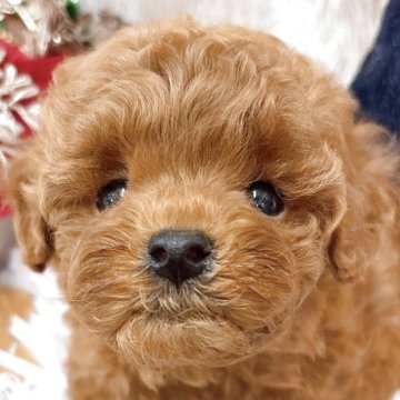 トイプードル(タイニー)【群馬県・男の子・2025年10月15日・レッド】の写真「超絶イケメン❣️」