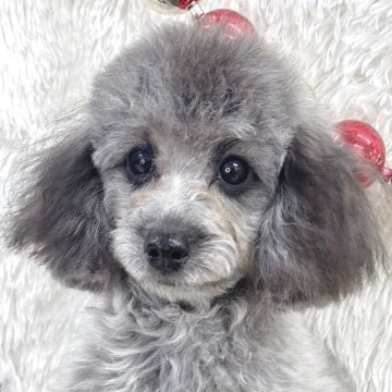 トイプードル(タイニー)【群馬県・女の子・2025年7月13日・シルバー】の写真「当日急な見学も可能な場合もございます〇┐」