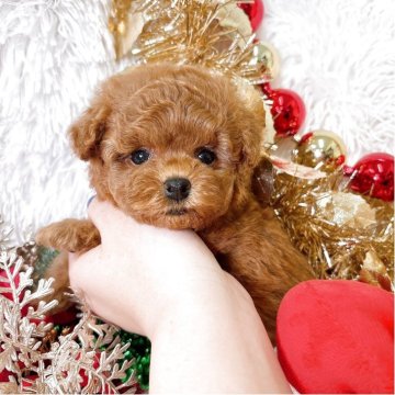 ティーカッププードル【群馬県・女の子・2025年10月4日・レッド】の写真「当日急なご見学可能な場合があります(*^^*)」