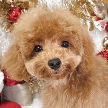 トイプードル(ティーカップ)【群馬県・男の子・2025年7月14日・レッド】の写真「当日急なご見学もお受け出来る場合もございます〇┐」