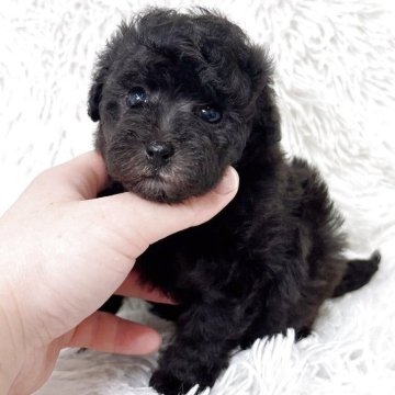 トイプードル(タイニー)【群馬県・女の子・2025年11月22日・シルバー】の写真「当日急なご見学可能な場合があります(*^^*)」