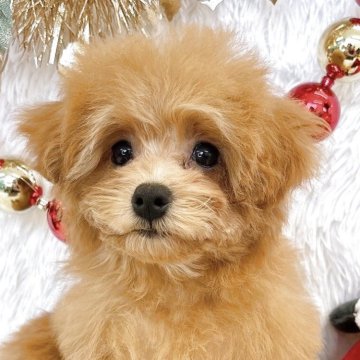 トイプードル(ティーカップ)【群馬県・女の子・2025年8月11日・レッド】の写真「当日のご見学可能な場合もございます〇┐」