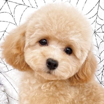 ティーカッププードル【群馬県・女の子・2025年5月6日・アプリコット】の写真「当日急なご見学もお受け出来る場合もございます〇┐」