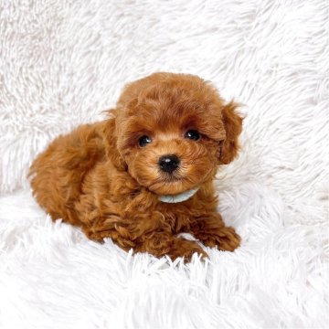 トイプードル(タイニー)【群馬県・男の子・2025年10月15日・レッド】の写真「当日急なご見学可能な場合があります(*^^*)」