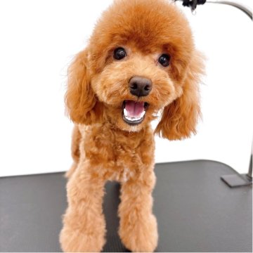 トイプードル(トイ)【群馬県・男の子・2024年6月27日・アプリコット】の写真「ご家族決まりました👪」