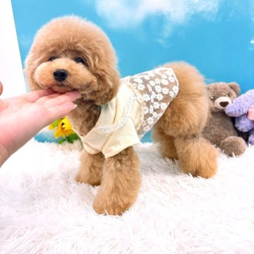 ティーカッププードル【群馬県・女の子・2025年1月10日・クリーム】の写真「毛量◎お顔◎性格◎ティーサイズのお姫様🎀」