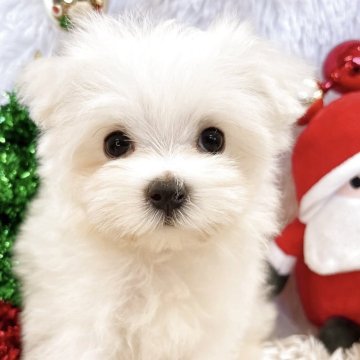 マルチーズ【群馬県・男の子・2025年9月6日・ホワイト】の写真「当日急なご見学可能な場合があります(*^^*)」