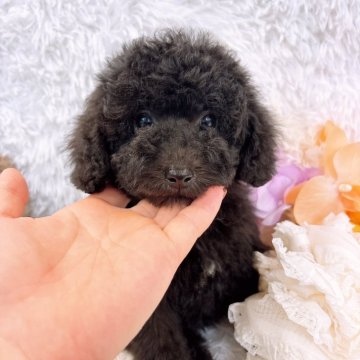 トイプードル(タイニー)【群馬県・女の子・2025年7月13日・シルバー】の写真「当日急なご見学もお受け出来る場合もございます〇┐」