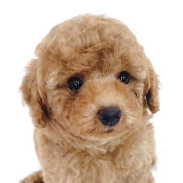 トイプードル(タイニー)【群馬県・男の子・2025年4月17日・アプリコット】の写真「元気いっぱい🐶🐾」