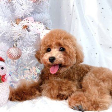トイプードル(ティーカップ)【群馬県・男の子・2025年5月23日・アプリコット】の写真「ꫛꫀꪝ🎄✧*小さめ/足短め/元気君🐶💓‪」