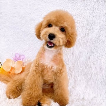 トイプードル(トイ)【群馬県・男の子・2025年5月28日・クリーム】の写真「当日急なご見学もお受け出来る場合もございます〇┐」
