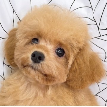 ティーカッププードル【群馬県・女の子・2025年7月14日・アプリコット】の写真「当日ご見学可能な場合もございます〇┐」