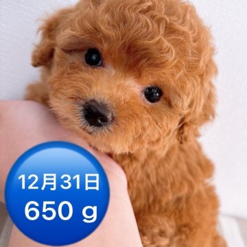 トイプードル(ティーカップ)【群馬県・男の子・2024年11月3日・レッド】の写真「人が大好きな甘えんboy👦🏻🧡」