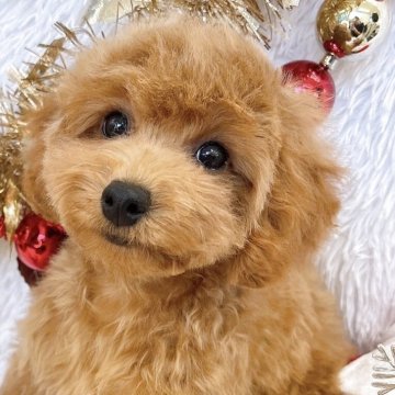 トイプードル(タイニー)【群馬県・女の子・2025年7月14日・アプリコット】の写真「当日急なご見学もお受け出来る場合もございます〇┐」