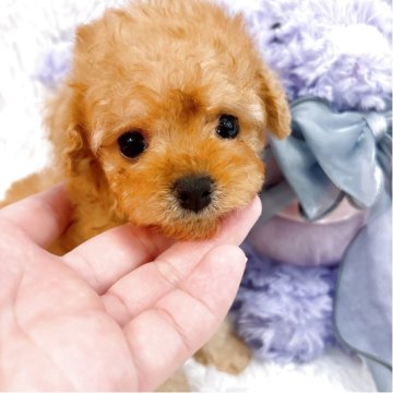 トイプードル(ティーカップ)【群馬県・男の子・2025年4月19日・アプリコット】の写真「まだ赤ちゃんですが👶本当に小さく可愛い子です」