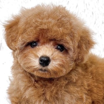 トイプードル(ティーカップ)【群馬県・女の子・2025年10月4日・レッド】の写真「小さく可愛い女の子ですので是非💓‪」