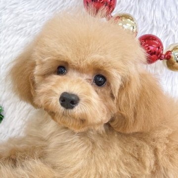 トイプードル(ティーカップ)【群馬県・女の子・2025年7月14日・アプリコット】の写真「当日ご見学可能な場合もございます〇┐」