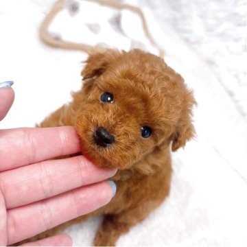トイプードル(ティーカップ)【群馬県・男の子・2025年4月14日・レッド】の写真「まだまだ赤ちゃん👶」