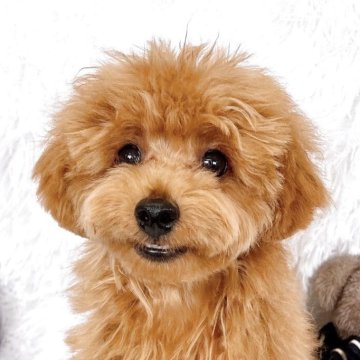 トイプードル(タイニー)【群馬県・男の子・2024年12月24日・レッド】の写真「撫でてアピールの強い子です🐶🐾」