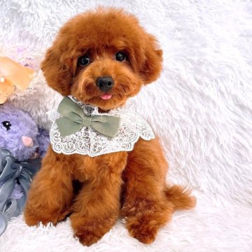 トイプードル(タイニー)【群馬県・男の子・2025年4月17日・レッド】の写真「夏限定のSALEです( 💓∀💓)」